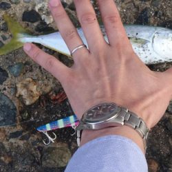 今年初青物も小さい小さい小ブリちゃん