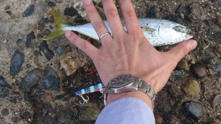 今年初青物も小さい小さい小ブリちゃん