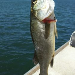 【苅田港】シーバス調査