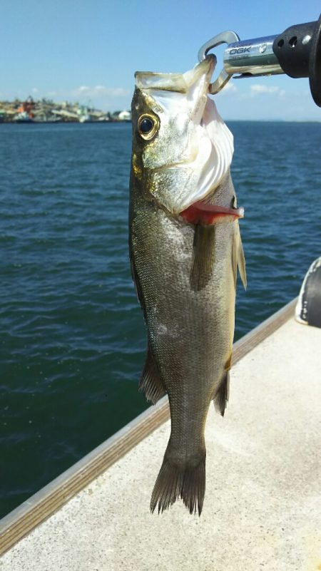 【苅田港】シーバス調査