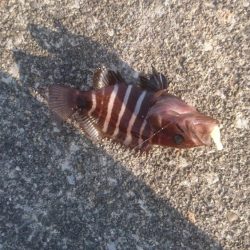 2.2㌔アオリイカ＆プチハタ