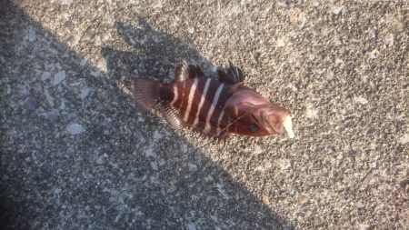 2.2㌔アオリイカ＆プチハタ