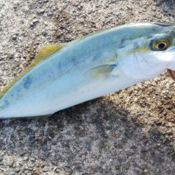 南が来てたら北も来るやろ！