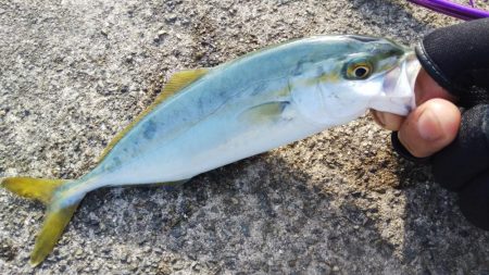 南が来てたら北も来るやろ！