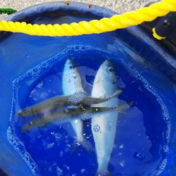 強風で流されてきたのかな？