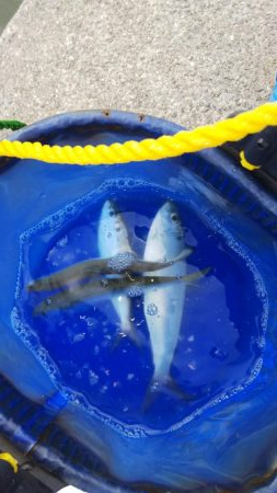 強風で流されてきたのかな？