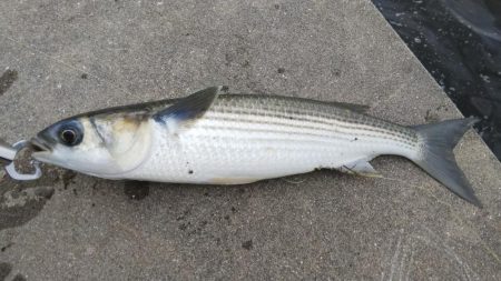 今日は何祭り？