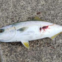 ツバス祭り到来！