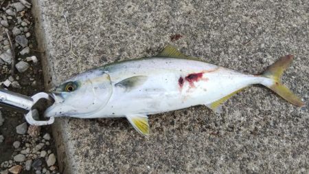 ツバス祭り到来！