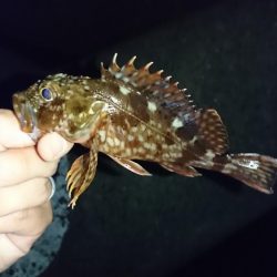 谷八木でメバリング?