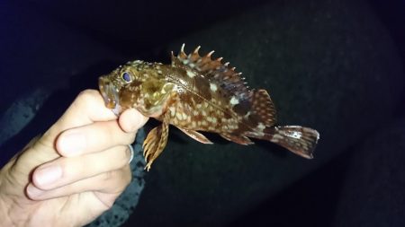 谷八木でメバリング？