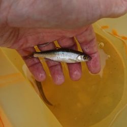 明石川・小物釣り