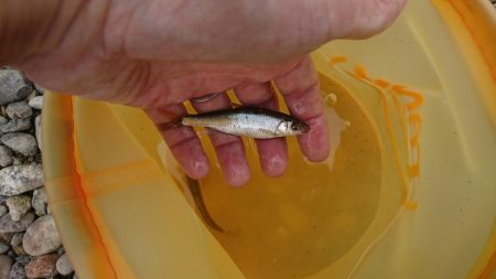 明石川・小物釣り
