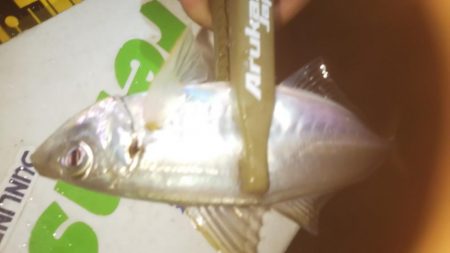 ずぶ濡れアジング