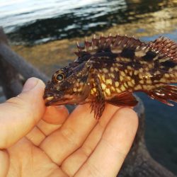 チニングのはずが・・・