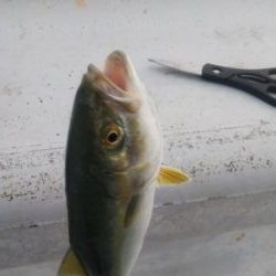 ガッシー&ツバス