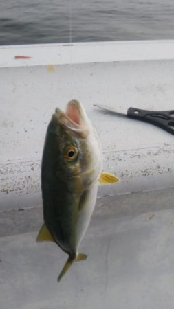 ガッシー&ツバス