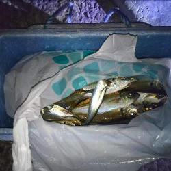 日没後　アジ釣れた