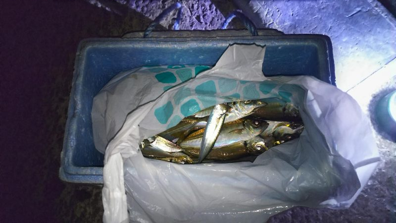 日没後　アジ釣れた