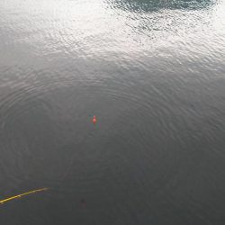 豆アジ　ハイシーズン突入？