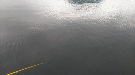 豆アジ　ハイシーズン突入？