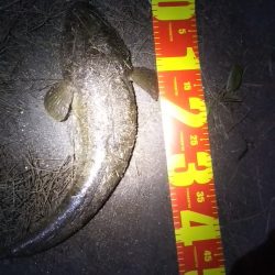 タチウオ狙いも想定外の高級魚！しかも重量級がっ！