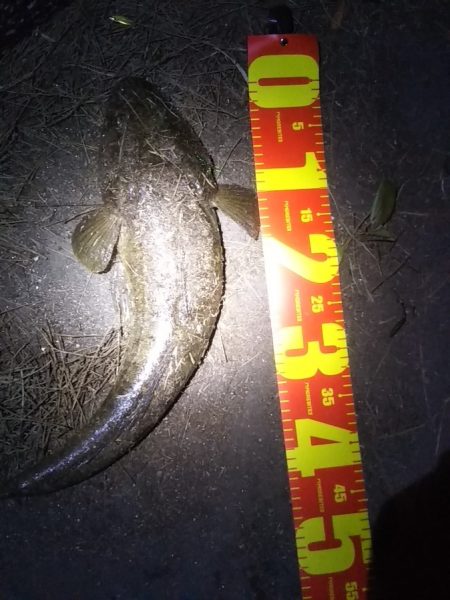 タチウオ狙いも想定外の高級魚！しかも重量級がっ！