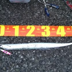 朝夕のマズメにタチウオジギング