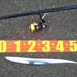 すべて小型のスレてないタチウオ君