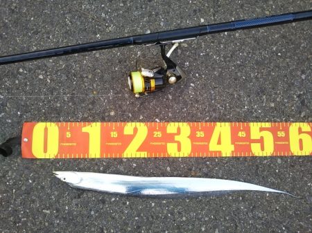 すべて小型のスレてないタチウオ君