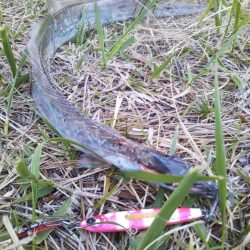 大潮最終日-夕マズメのタチウオジギング