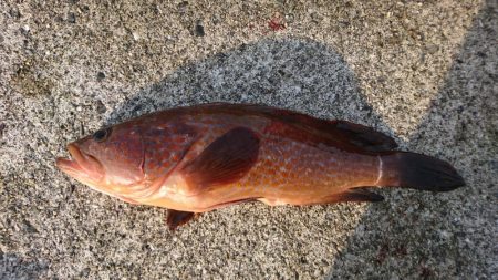 まさかの高級魚