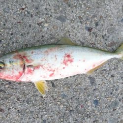 かもめ大橋ツバス