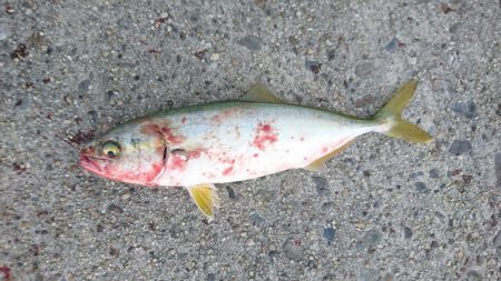 かもめ大橋ツバス