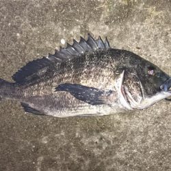 シーバス釣行のはずが・・・