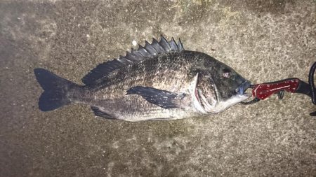 シーバス釣行のはずが・・・