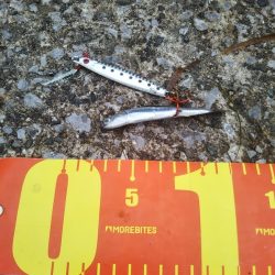 渋いのは自分だけ……夕マズメ