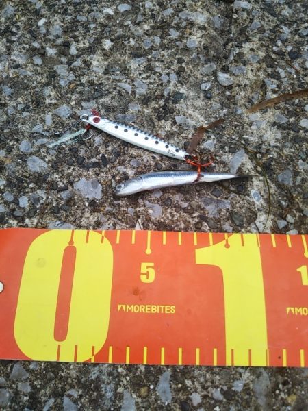 渋いのは自分だけ……夕マズメ