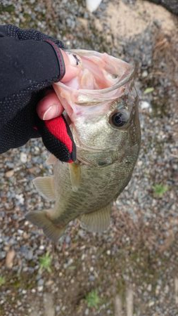 五三川 大雨の後の大増水