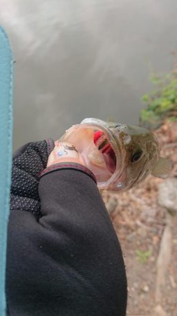 五三川 スピニングパワーフィネス