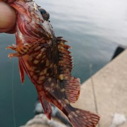 相変わらずのチビ