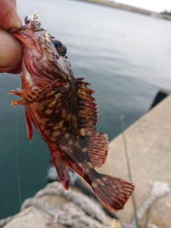 相変わらずのチビ