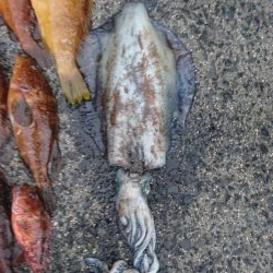 初ロックフィッシュ