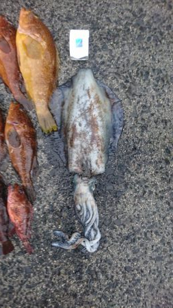 初ロックフィッシュ