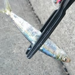 アジングからの…イワッシング(^_^;)