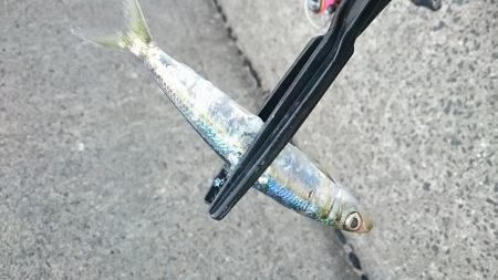 アジングからの…イワッシング(^_^;)