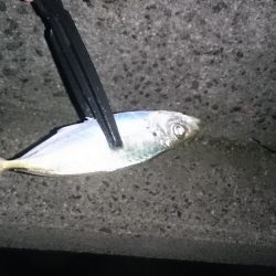 アジ！アジ！アジー！