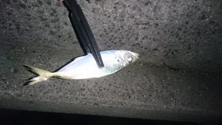 アジ！アジ！アジー！