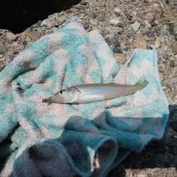 東二見西水道のキス情報