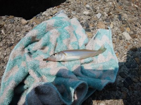 東二見西水道のキス情報